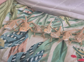 7 beautiful High End double Het Bearded Dragons