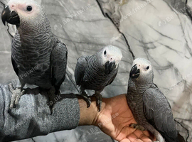 Friendly Baby HandReared Super Tame Cuddly Male African Grey Parrot,22