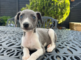 Stunning litter of whippet pups