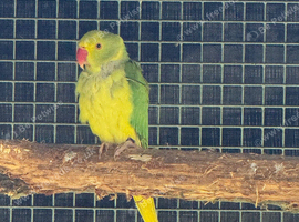 Green cleartail Ringneck hen