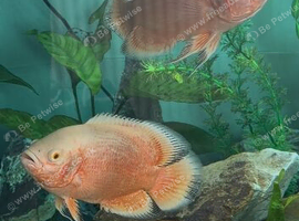 2 high quality Oscar&rsquo;s around 6/7 inches- 50pound the pair