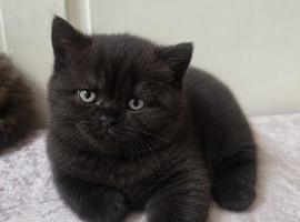 Beautiful Chocolate British Shorthair Kittens | GCCF Registered
