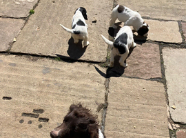 Pedigree English springer spaniel puppies