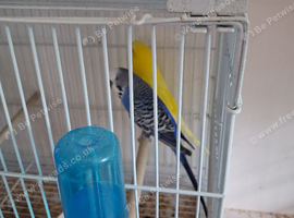 Budgie