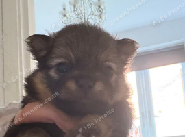Pomchi 3/4 poms