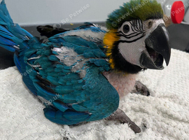Hand-Rearing Baby Super Tame Blue & Gold Macaw Parrot,30