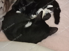 Kittens