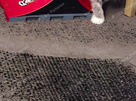Grey kitten