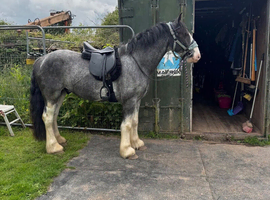 15:2 Blagdon cob gelding