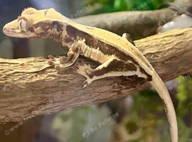 Lilly White Crested Geckos