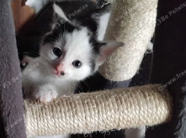 Kitten for sale &pound;100. Each