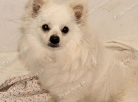 White Pomeraian