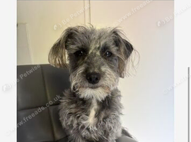 2 year old jackapoo