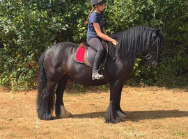 13hh 12 year old cob gelding