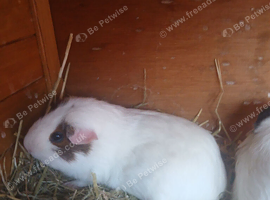 Guinea pig