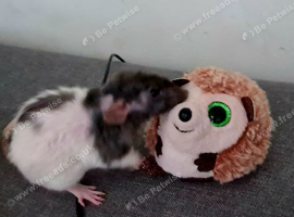 Baby rats for sale