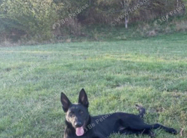 Dutch shepherd