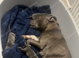 Staffordshire Bull Terrier pups