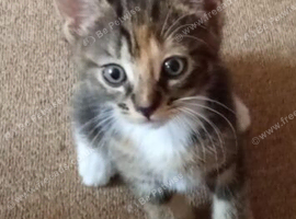 3 kittens ready for loving homes