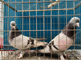 Iraqi tumbler pigeons for sale