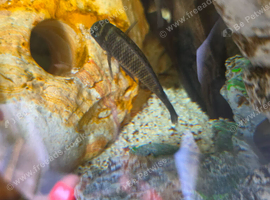 Tropheus firecrackers