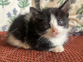 Unusual tiny tuxedo cat, half British short hair