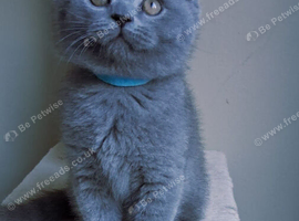 British shorthair kittens