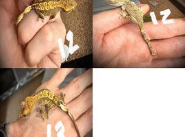 Baby crested geckos multi morph