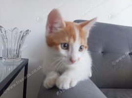 Kitten