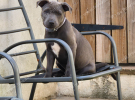 KC registered blue staffy