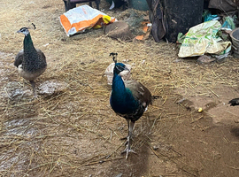 Trio of peacocks