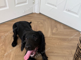 Black Cockerspaniel