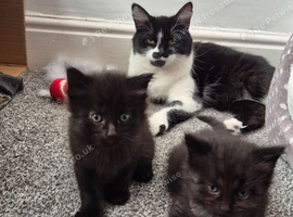 2 kittens for sale