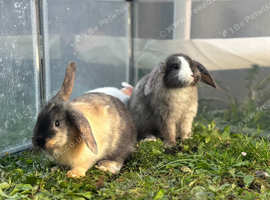 Beautiful Baby Rabbits
