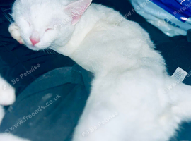 Male full white kitten and tabby