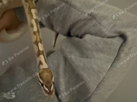 Male royal/ball python