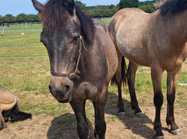 Connemara gelding,yearling