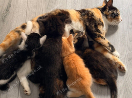 4 beautiful kittens