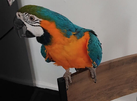 Pablo semi tame 2.5years