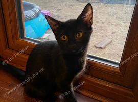 Beautiful kittens, forever homes wanted.
