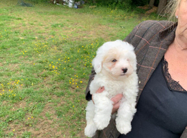 Very friendly yorkiepoo boy pups