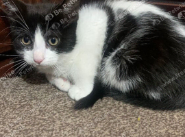 male 2 month old