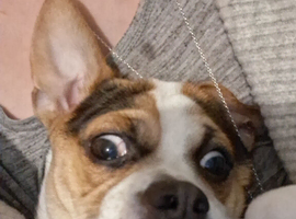 Jack Russell x