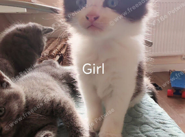 Ragdoll x Bsh kittens