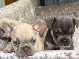 Beautiful Home Raised French Bulldog Puppies | Vaccinated & Microchipped | Ready 13 July