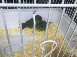 For sale