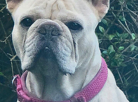 Female frenchie