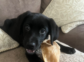 Black Labrador