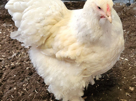 Large Fowl Brahma hen hatched June 2025