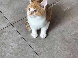 Kitten ready now